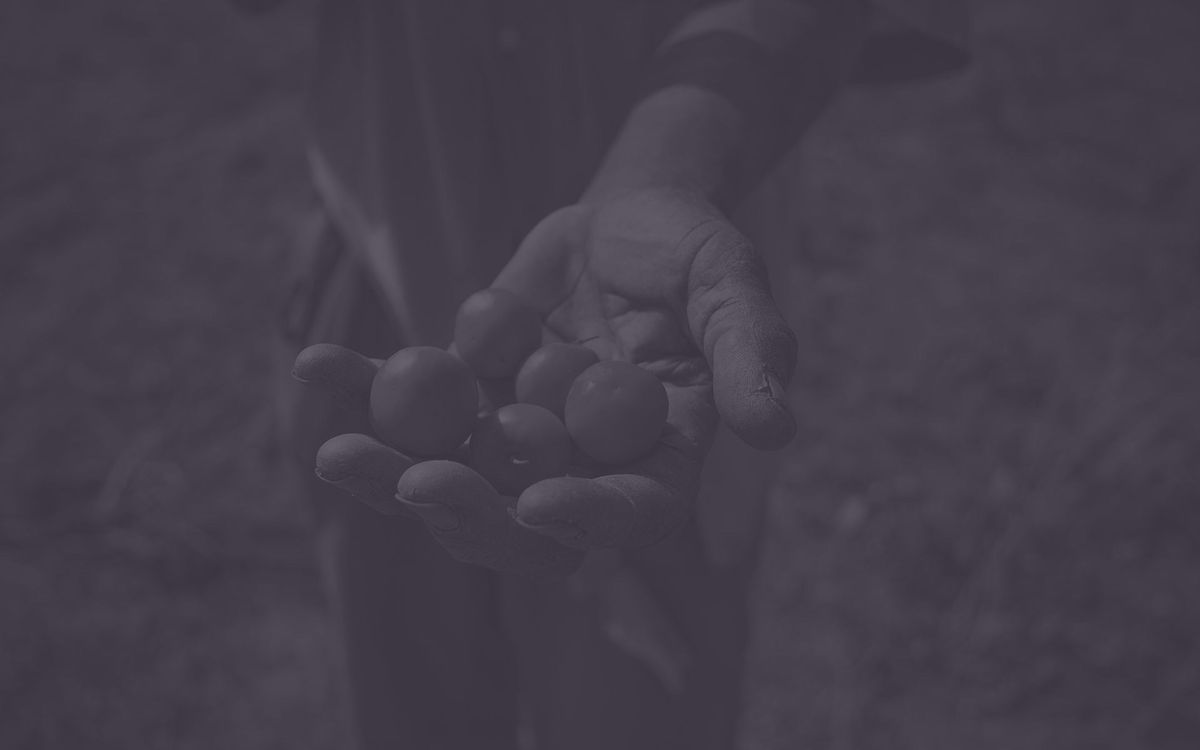 Trees for the Future Featured Image