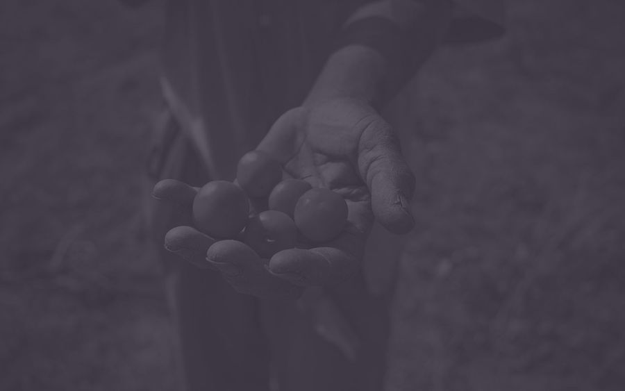 Trees for the Future Featured Image